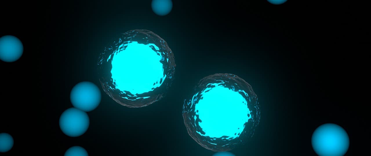 Митоз: понятие, фазы, отличие митоза и мейоза